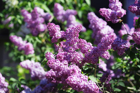 花卉自然背景。丁香花关闭。丁香花