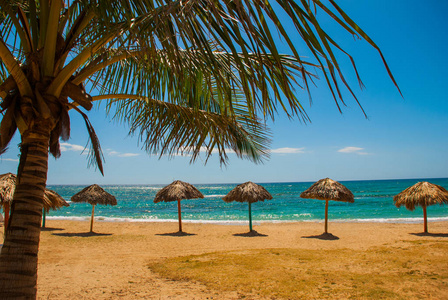 在美丽的海滩和椰子棕榈的游客雨伞。西恩富戈斯, 古巴, 牧场月滩