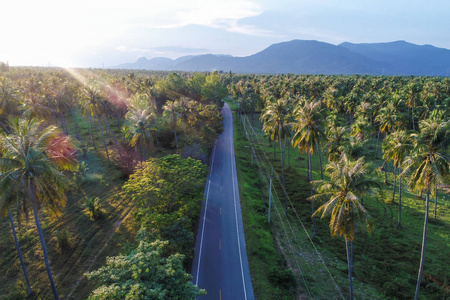 椰子棕榈树种植场与道路鸟瞰图