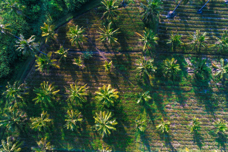 椰子棕榈树 planttion 图案从鸟瞰图