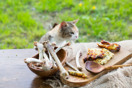 无家可归的猫在野餐桌上偷食物图片
