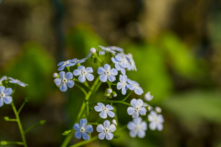 西伯利亚 bugloss 花或忘记我的叶子在派