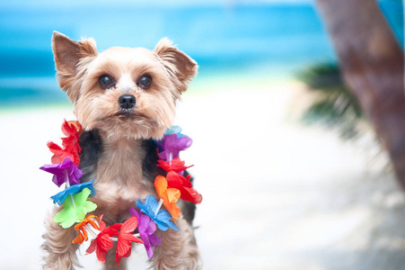 在海滩上的狗, 休闲的概念, 我想去 vac