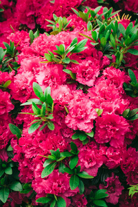 美丽的粉红色盛开的花朵地毯。墙纸或 web 横幅的纹理。盛开的杜鹃花特写