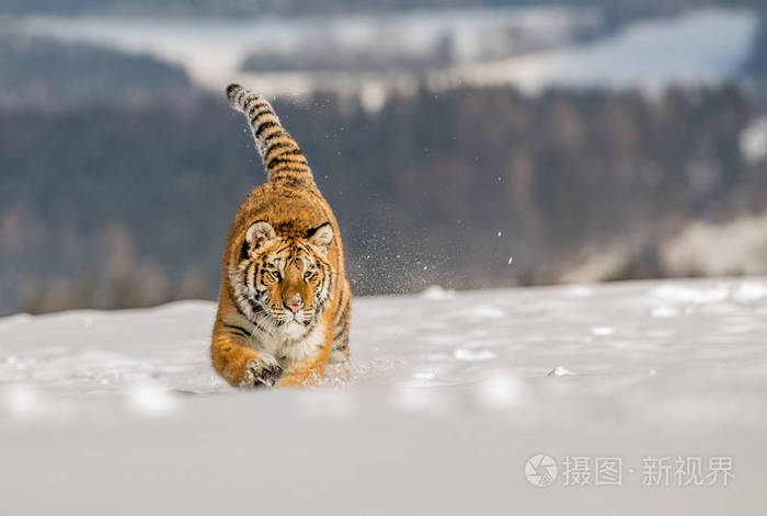 老虎在猎物后面奔跑.在寒冷的冬天在 tajga 狩猎猎物.