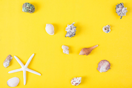美丽的贝壳收集在多彩的背景, 海平放置, 热带和哈罗概念