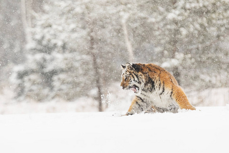 西伯利亚虎在冬季的针叶林中跳下雪。老虎在野生冬天自然。危险动物。西伯利亚虎在冬季针叶林。俄罗斯 tajga 的雪花与美丽的西伯利
