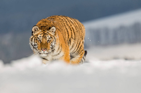 老虎在猎物后面奔跑。在寒冷的冬天在 tajga 狩猎猎物。老虎在野生冬天自然。行动野生动物现场, 危险动物。俄罗斯 tajga 
