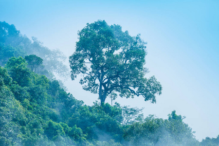 早晨, 寒冷的天气使山上漂浮的雾气成为薄雾的海洋。在考凯女山上的山顶上的慢飘雾吹盖看起来像是薄雾的海洋