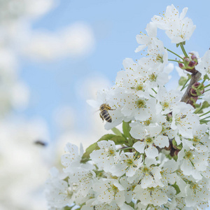 盛开的美丽雪白的樱桃在一个春天的日子特写, 背景