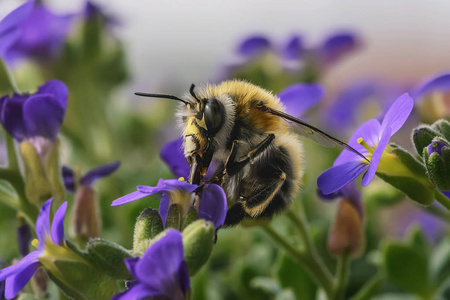 美丽的蜜蜂在飞行中收集花蜜从多汁的紫色花朵