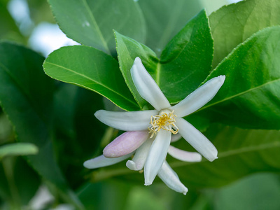 在树上合上柠檬花