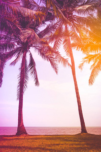 美丽的热带风光与椰子棕榈在海滩上。白天在户外, 夏天阳光明媚。老式胶片过滤效果。暑期旅游概念图