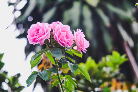 花园树上的鲜粉色玫瑰