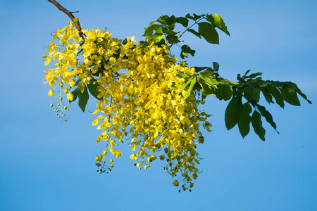 泰国金花或决明子瘘 Ratchaphruek 花 泰国国花。盛开在夏季的泰国