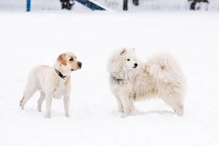 两只纯种萨摩耶狗和一只拉布拉多猎犬