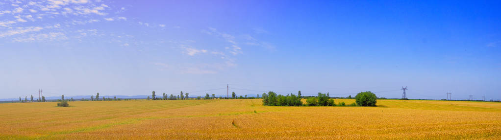 谷物作物领域, 在蓝天的背景下