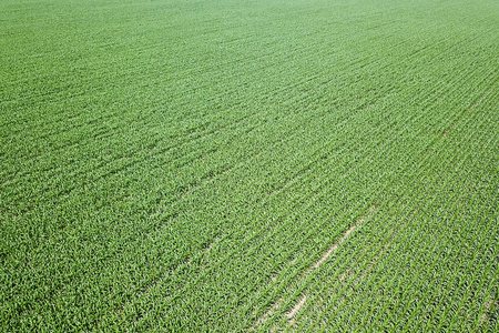 绿色玉米田的鸟瞰图。玉米天线