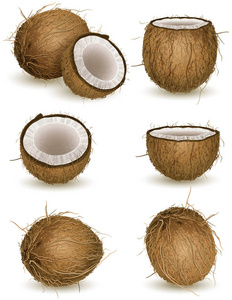 矢量插图在白色上分离的椰子
