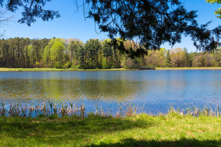 美丽的湖与森林在晴朗的春天天。乡村春季自然景观