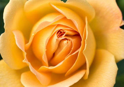黄色玫瑰揭示其形态 纹理和细节的特写