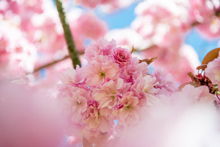 樱花树枝上花的选择性聚焦