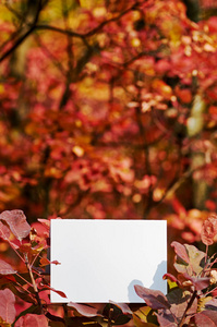 红树叶间的空纸