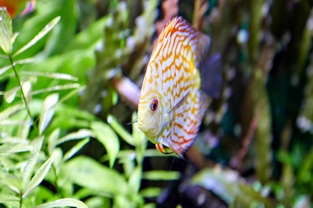 水族馆鱼, 原产于南美洲, 铁饼蝎子水下