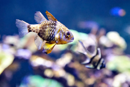 海水水族馆中的睡衣 cardinalfish 或 Sphaeramia nematoptera