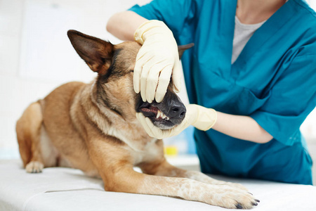 戴手套的兽医试图打开德国牧羊犬的下巴检查其舌头和喉咙