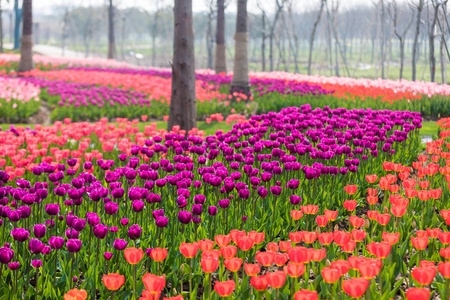 郁金香花。美丽的郁金香花束。七彩郁金香