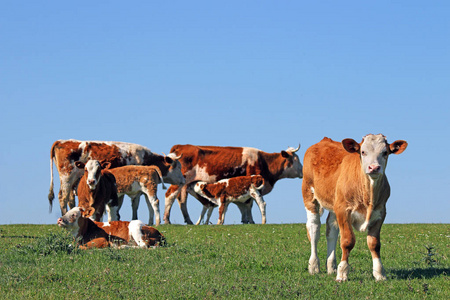 草地上的奶牛和小牛