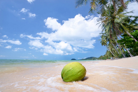 白沙滩椰树椰子
