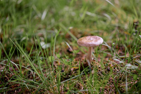 森林场面。地面蘑菇特写图