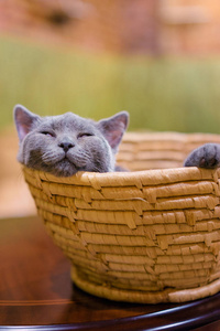 小灰猫睡在篮子里