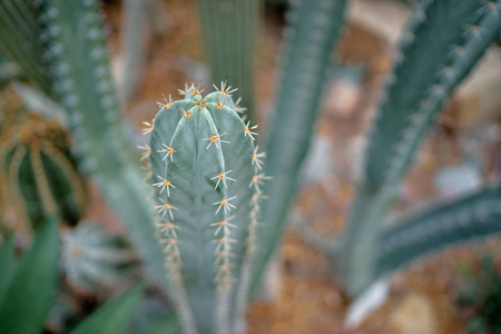 绿色仙人掌植物特写图