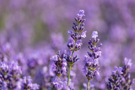 美丽的花朵盛开的薰衣草与模糊的紫色背景。夏季, 捷克共和国