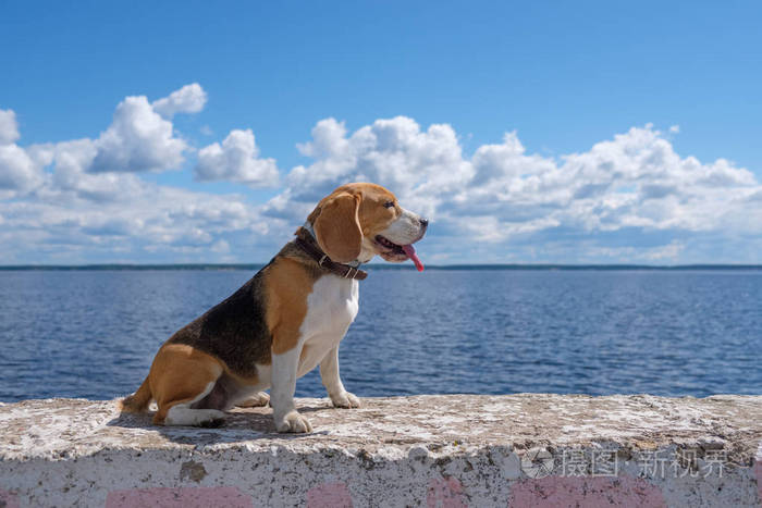 美丽的肖像猎犬狗在蓝天背景和白色积云在岸边的一条深河