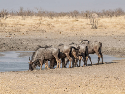 在纳米比亚稀树草原上的一个水坑里, 一群蓝色的牛羚