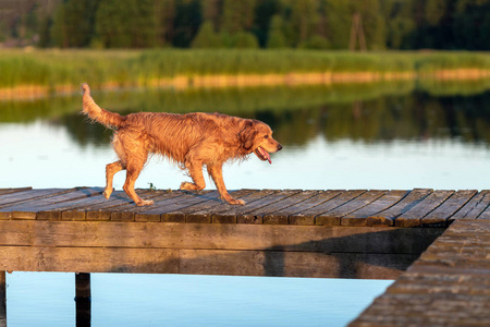 湿的和快乐的金色猎犬走在木桥上的水