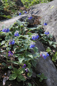 高大 lungwort Mertensia