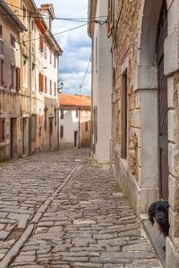 狗在一条古老的石头街道在 Motovun 在城市的伊斯特拉在克罗地亚, 欧洲