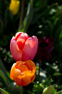春天的时候自然中的各种颜色的郁金香