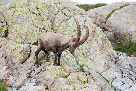 在法国阿尔卑斯山一个阳光明媚的夏日, 野山羊爬上岩石