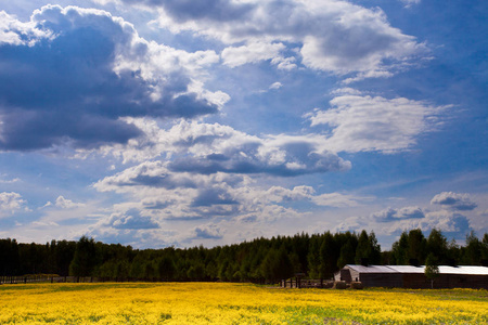 黄色, 布满鲜花, 农场背景, 蓝天白云, 田园风光