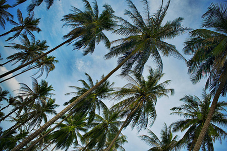 夏日晴朗的椰子棕榈树