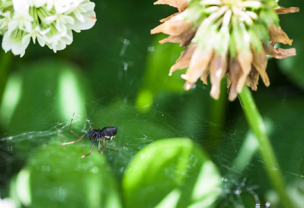 蜘蛛坐在他的蛛网上。具有浅景深的选择性聚焦