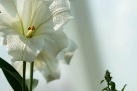纯白色和花朵的水平全长模糊镜头, 带一些文本空间的软模糊背景图像