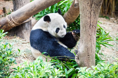 大熊猫吃绿色竹叶