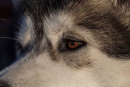 一个年轻的阿拉斯加阿拉斯加的肖像, 狼的颜色